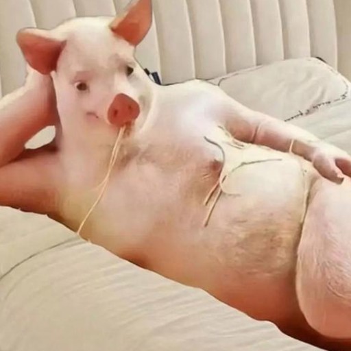 溜达猪头像
