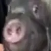 黑猪章教练头像