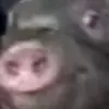 黑猪章教练头像