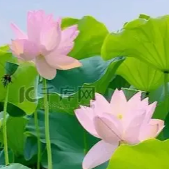 王荟云头像